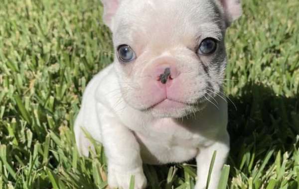 8 Things To Consider Before Buying A French Bulldog