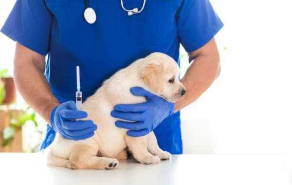 Protecting your pet: the benefits of annual vaccinations