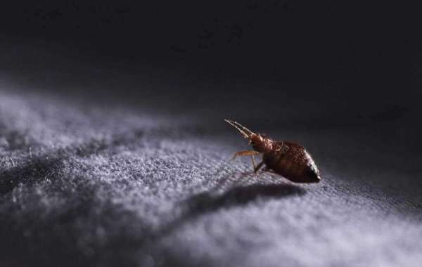 A pest-free property is our goal at Perth Pest Control