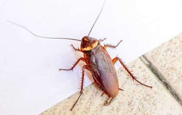 Effective Cockroach Control in the UK: Tips and Strategies