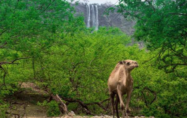 Oman's Oasis: Salalah's Green Escape