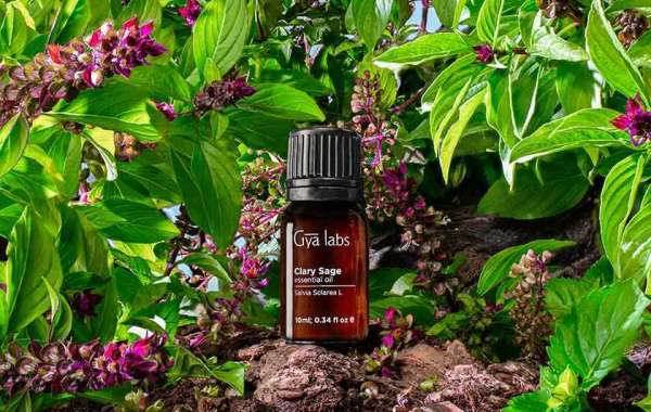 Clary Sage Oil for Sale: Explore the Wonders of GyaLabs Clary Sage Oil