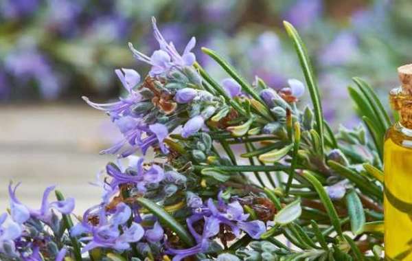 Unlock the Aromatic Secrets of Rosemary Essential Oil: A Guide to Natural Wellness