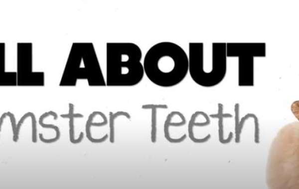 How to Check and Measure Hamster Teeth Length